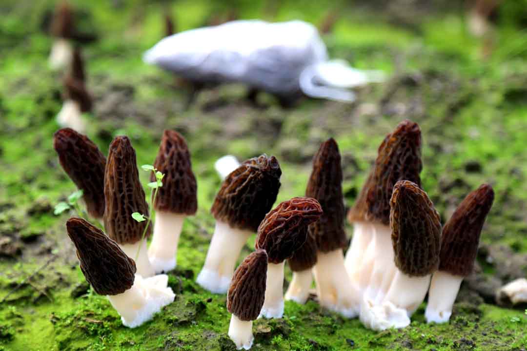 陕西夫妻种植羊肚菌 一斤鲜菇能卖100多元的致富故事