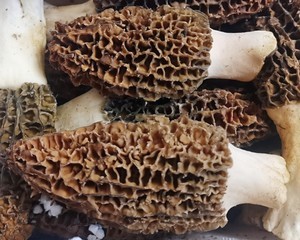 Q弹爽滑的鲜羊肚菌蒸蛋｜一口留住菌菇的柔嫩鲜香