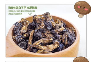 绿川然黑脉羊肚菌 来自呼伦贝尔的森林馈赠，山珍中的黄金之味