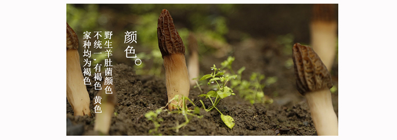 山珍之味 云南全剪柄羊肚菌，煲汤养生的至鲜之选