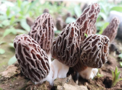 徽县 小小羊肚菌拓开增收新路子
